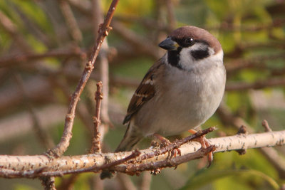 Passer montanus - Eurasian Tree Sparrow