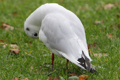 Kokmeeuw