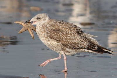 Larus argentatus - Herring Gull
