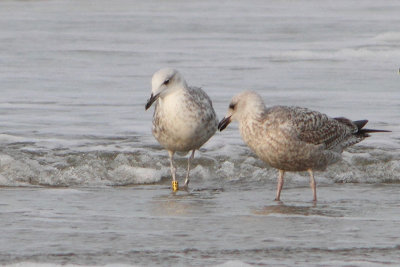 Caspian Gull Y[PNSE]