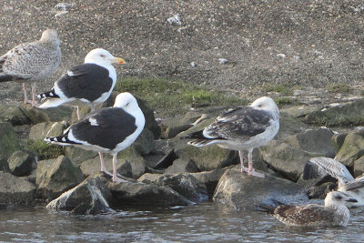 Great Black-backed Gull R[HM07]