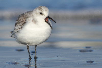 Calidris alba - Sanderling