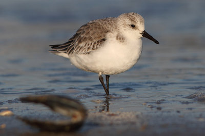 Calidris alba - Sanderling