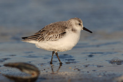Calidris alba - Sanderling