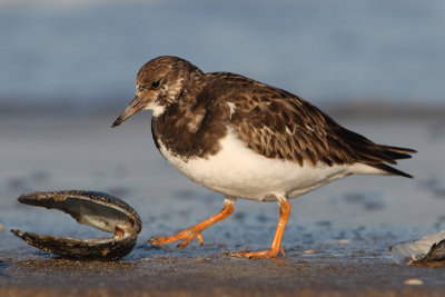 Arenaria interpres - Turnstone
