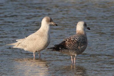 Larus glaucoides - Iceland Gull