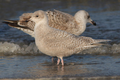 Larus glaucoides - Iceland Gull
