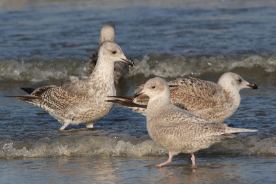 Larus glaucoides - Iceland Gull