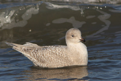Larus glaucoides - Iceland Gull