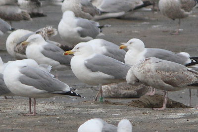 Caspian Gull G[P637]
