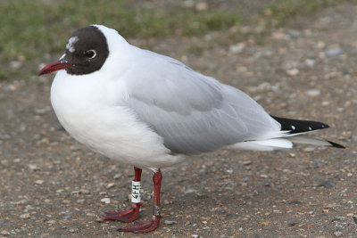 Kokmeeuw
