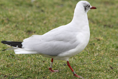 Kokmeeuw