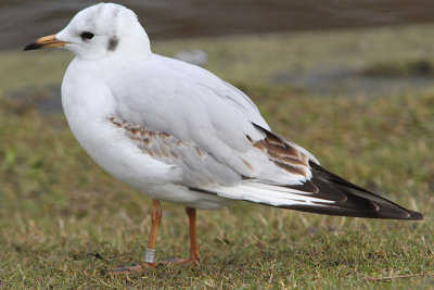 Black-headed Gull M[3659664] Arnhem