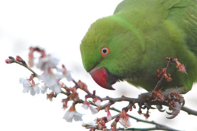 Psittacula krameri - Rose-ringed Parakeet