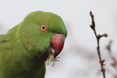 Psittacula krameri - Rose-ringed Parakeet