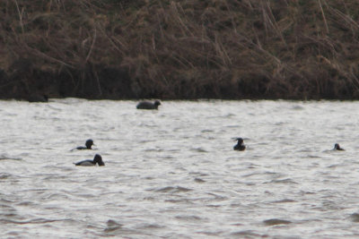 Aythya collaris - Ring-billed Duck