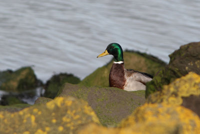 Anas platyrhynchos - Mallard