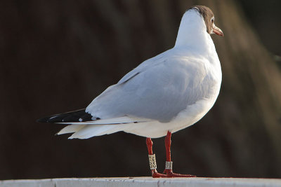 Kokmeeuw