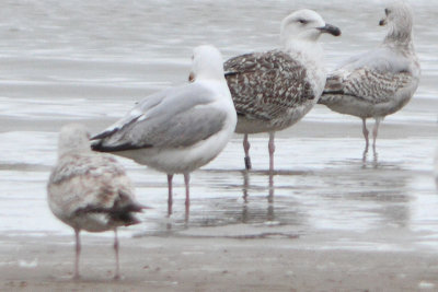 Great Black-backed Gull Bk[JU892]