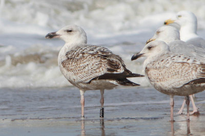 Great Black-backed Gull Bk[JU329]