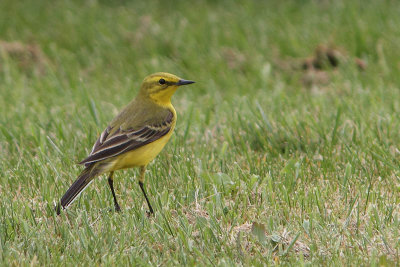 Motacilla (flava) flavissima - Yellow Wagtail