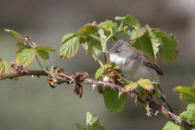 Sylvia communsis - Common Whitethroat