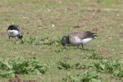 Branta hrota - Pale-bellied Brent Goose
