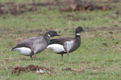 Branta nigricans - Black Brant
