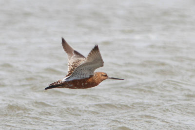 Limosa lapponica - Bar-tailed Godwit 