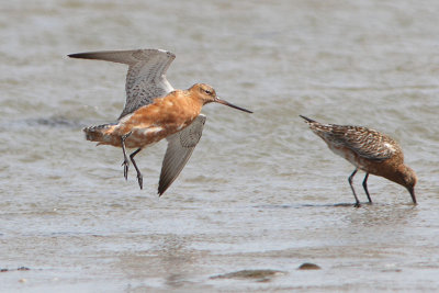 Limosa lapponica - Bar-tailed Godwit 