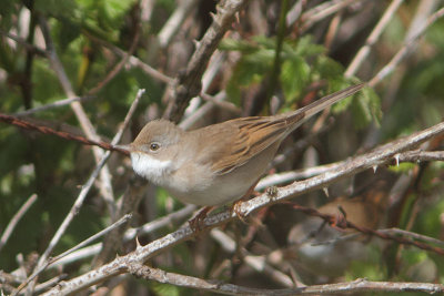 Sylvia communsis - Common Whitethroat