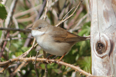 Sylvia communsis - Common Whitethroat