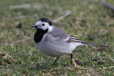 Motacilla alba - White Wagtail 