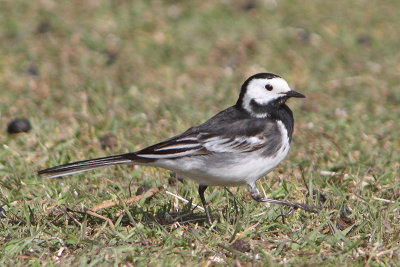 Motacilla yarellii - Pied Wagtail