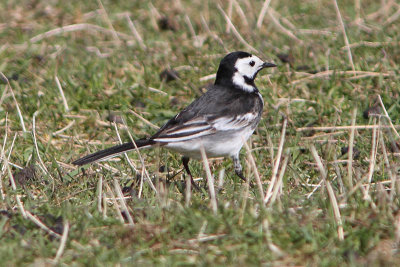 Motacilla yarellii - Pied Wagtail