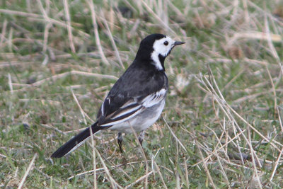 Motacilla yarellii - Pied Wagtail