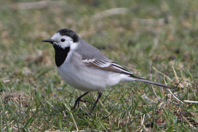 Motacilla alba - White Wagtail 