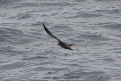 Puffinus griseus - Sooty Shearwater