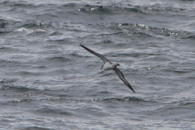 Kuhls Pijlstormvogel