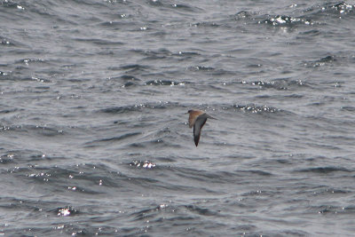 Kuhls Pijlstormvogel