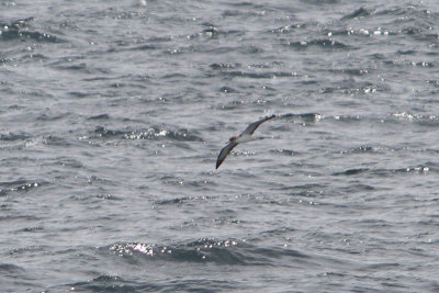 Kuhls Pijlstormvogel