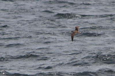 Kuhls Pijlstormvogel