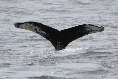 Megaptera novaeangliae - Humpback whale