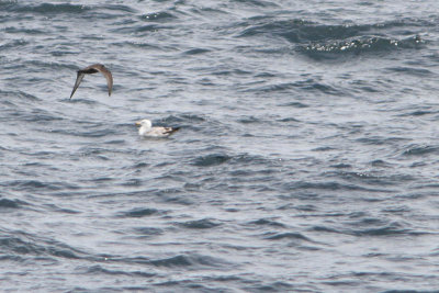 Puffinus griseus - Sooty Shearwater