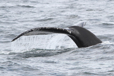 Megaptera novaeangliae - Humpback whale