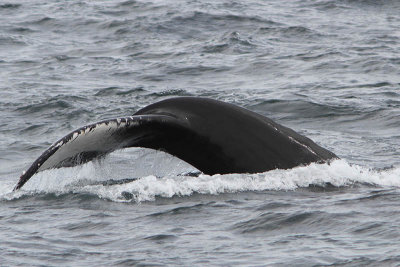 Megaptera novaeangliae - Humpback whale