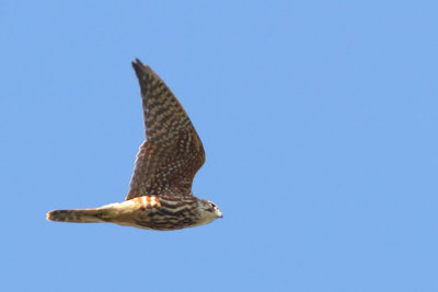 Falco columbarius - Merlin