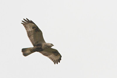 Ruigpootbuizerd