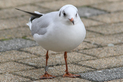 Kokmeeuw
