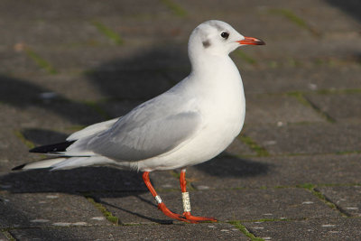 Kokmeeuw